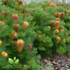 Banksia Spinulosa