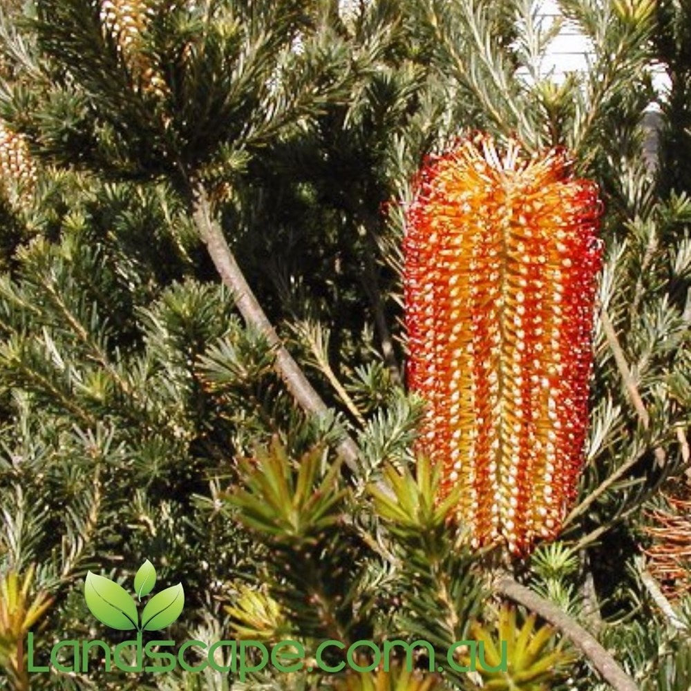 Banksia ericifolia