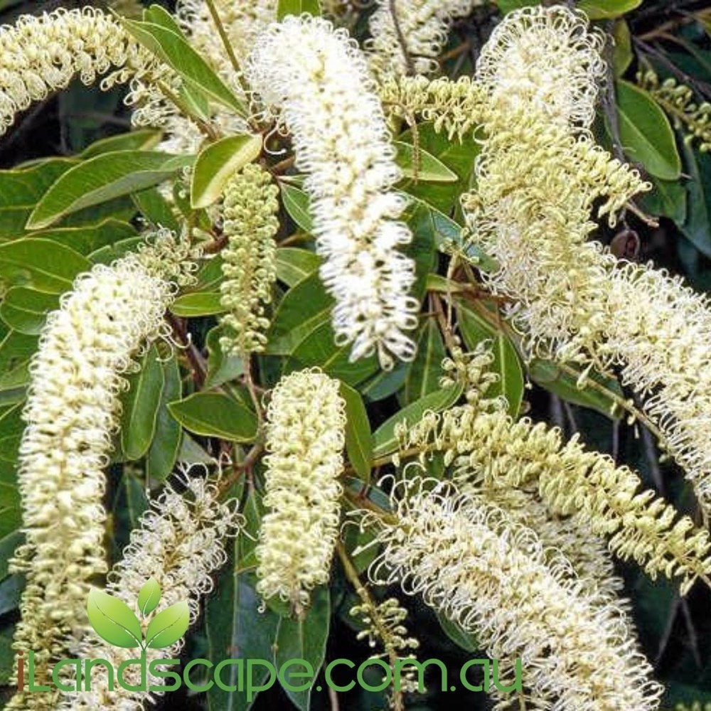 Buckinghamia celssima