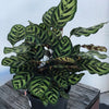 Calathea makoyana