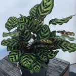 Calathea makoyana