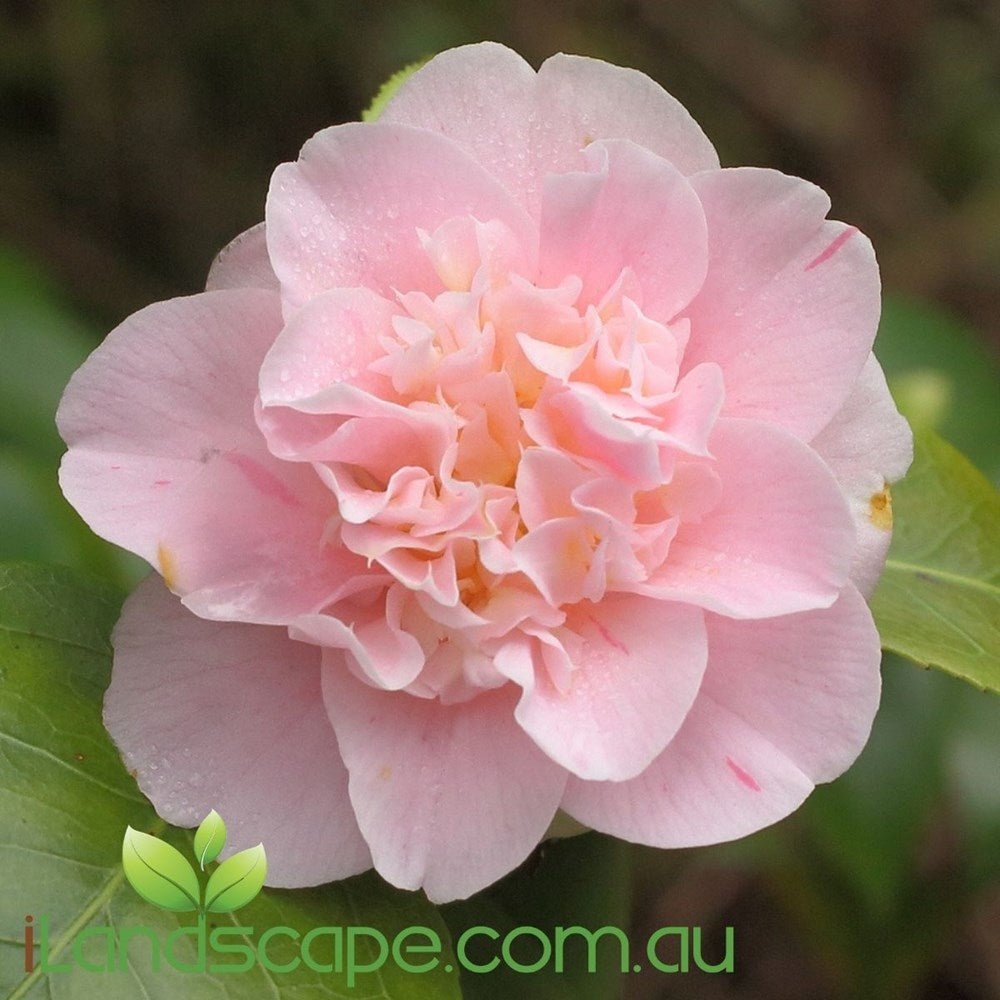 Camellia Japonica Ardoch