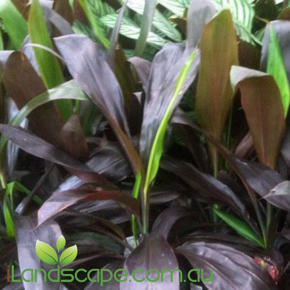 Cordyline fruticosa Negra