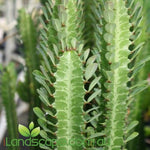 Euphorbia Cowboy with upright blue-green succulent stems growing in a decorative pot in a Sunshine Coast garden.