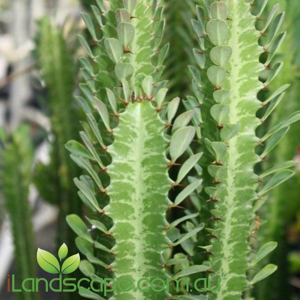 Euphorbia Cowboy with upright blue-green succulent stems growing in a decorative pot in a Sunshine Coast garden.