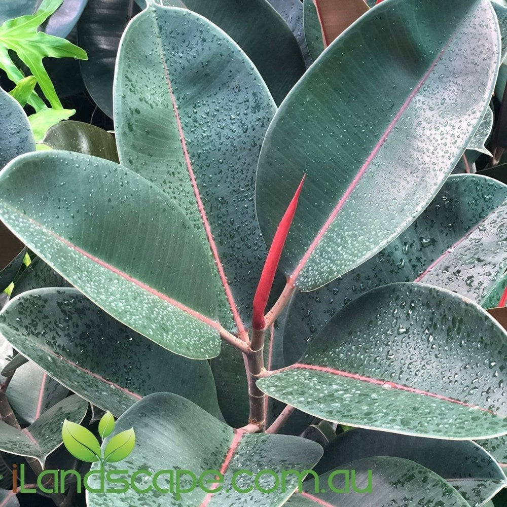 Ficus Elastica Burgundy has beautiful green to burgundy coloured leaves and makes an excellent indoor plant, very hardy plant that requires not much attention. 