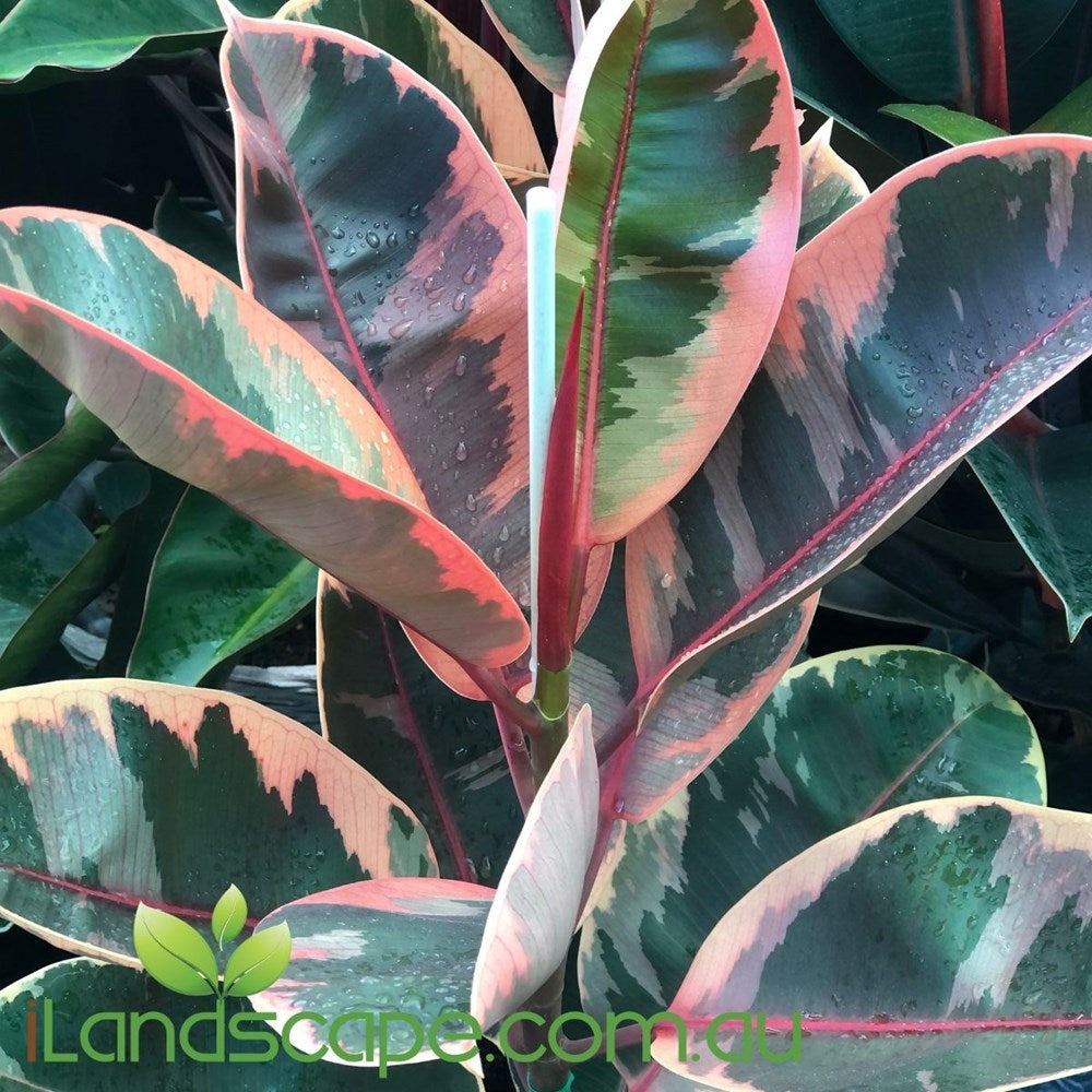 Ruby Ficus Node Ficus Elastica Ruby – Sunshine Coast Nursery & Garden Centre