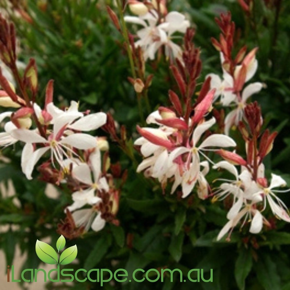 Gaura Baby Butterflies Pearl – Compact White Flowering Perennial