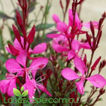 Gaura Baby Butterflies Rose – Compact Pink Perennial Plant