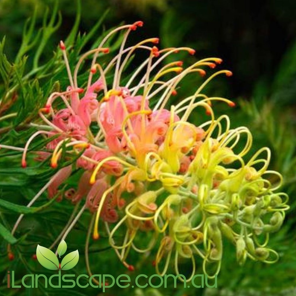 Grevillea 'Peaches and Cream' with vibrant peach, pink and cream flowers in bloom