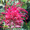 Grevillea Robyn Gordon