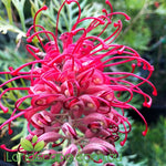 Grevillea Robyn Gordon