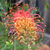 Grevillea Superb