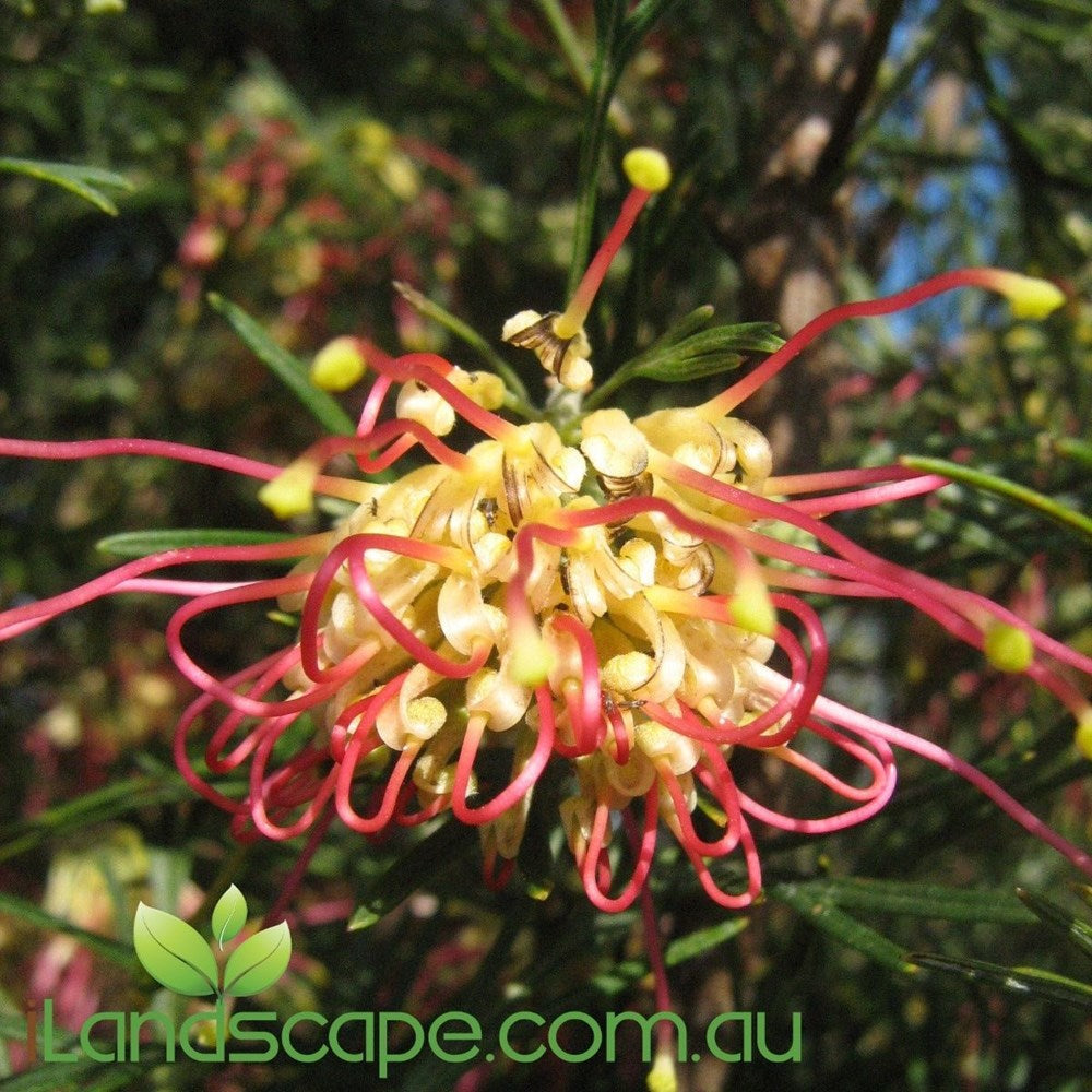 Grevillea Winpara Gold