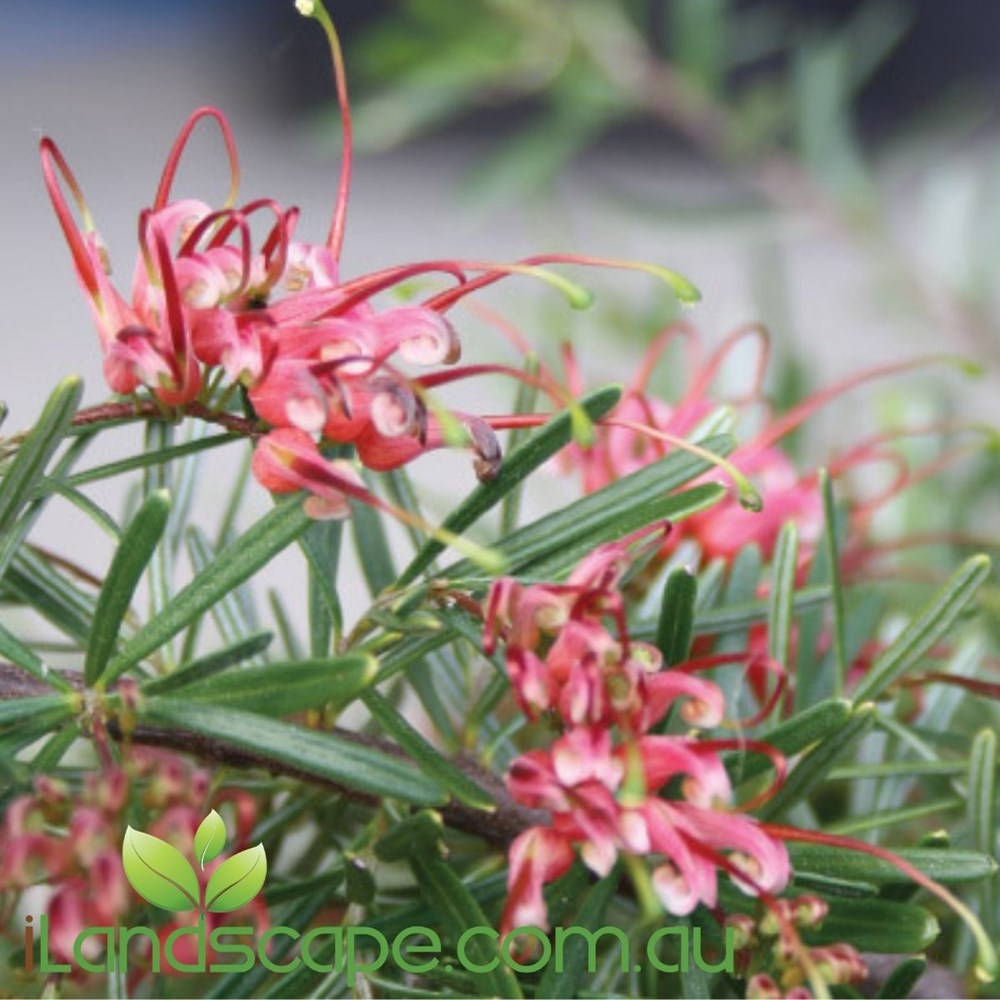 Grevillea obtusifolia Gingin Gem