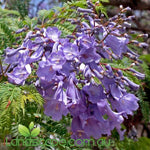 Jacaranda Mimosafolia - Purple flowers