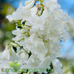 Jacaranda mimosifolia alba - White Jacaranda
