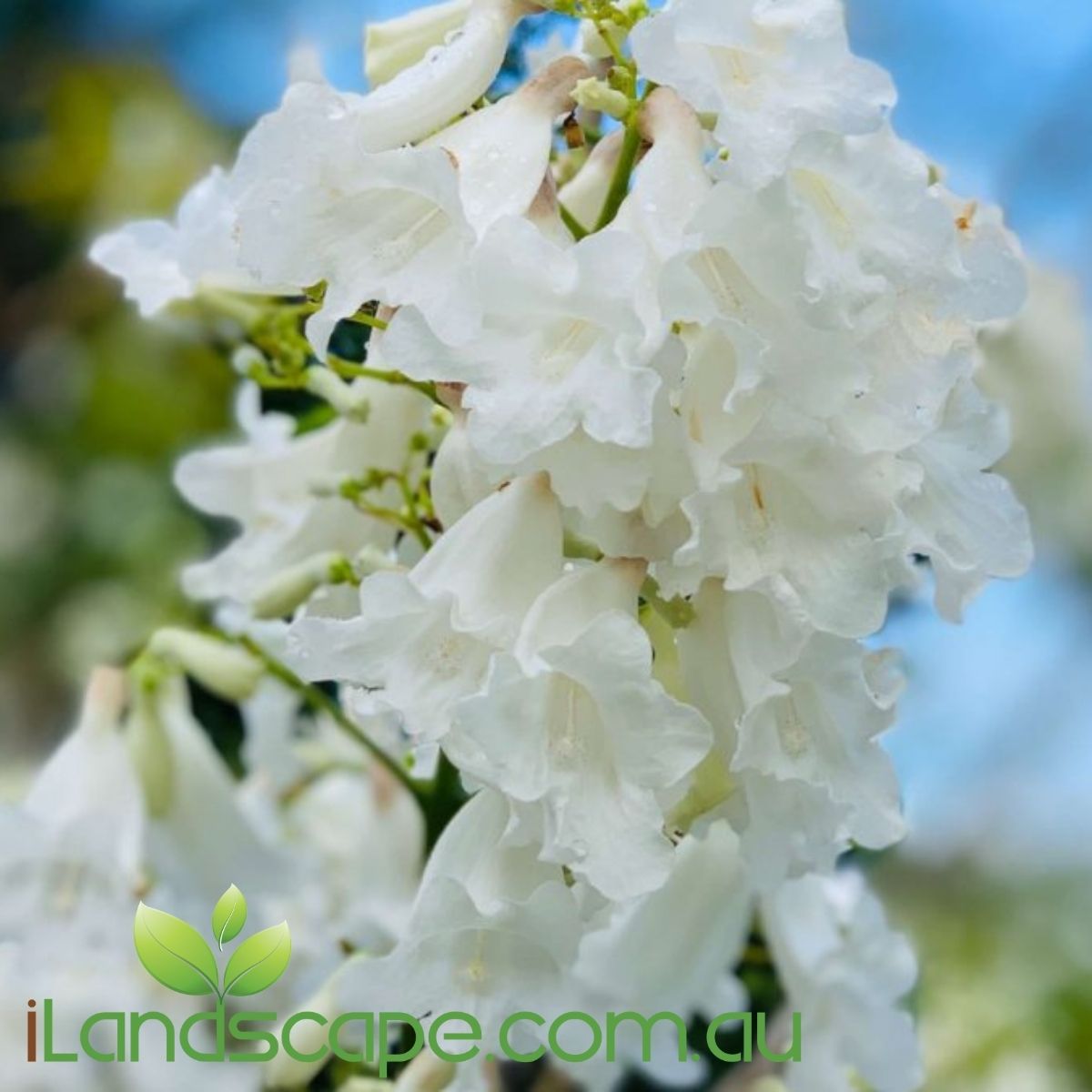 Jacaranda mimosifolia alba - White Jacaranda