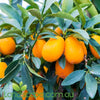 Kumquat Dwarf Nagami