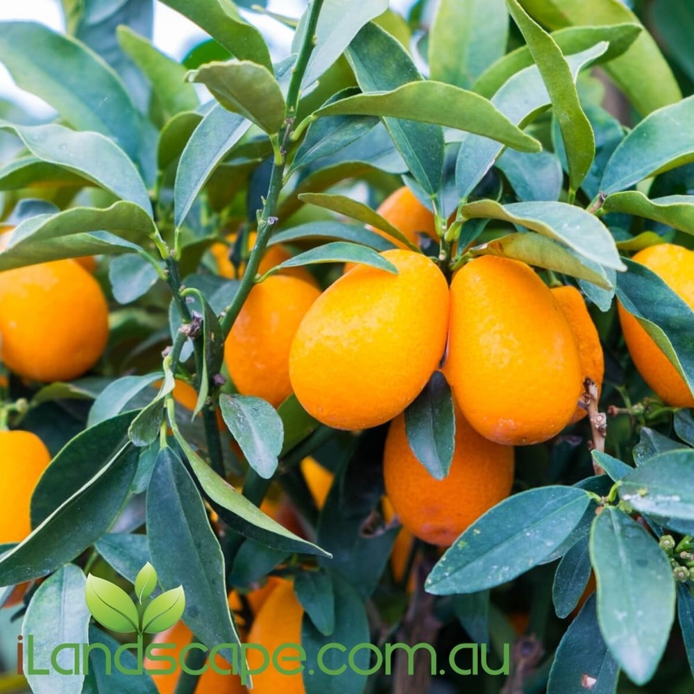 Kumquat Dwarf Nagami