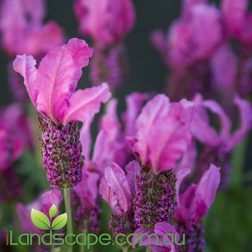 Lavendula Fairy Wings 'Radiance'