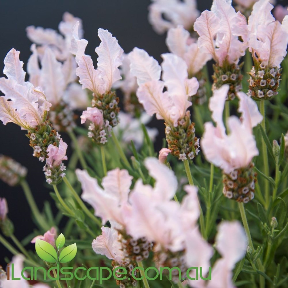 Lavendula Fairy Wings 'Whimsical'