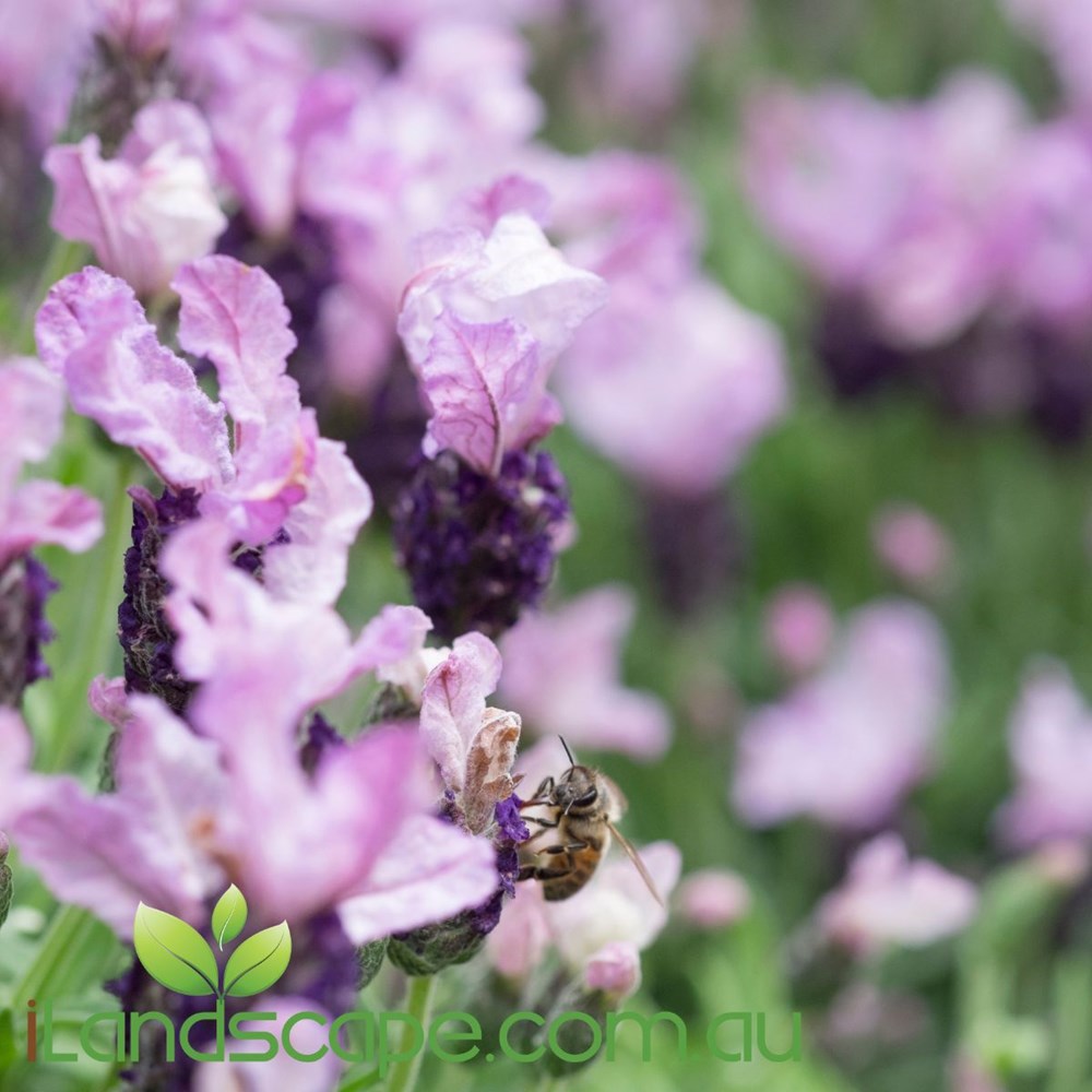 Lavendula 'Lilac Lace'