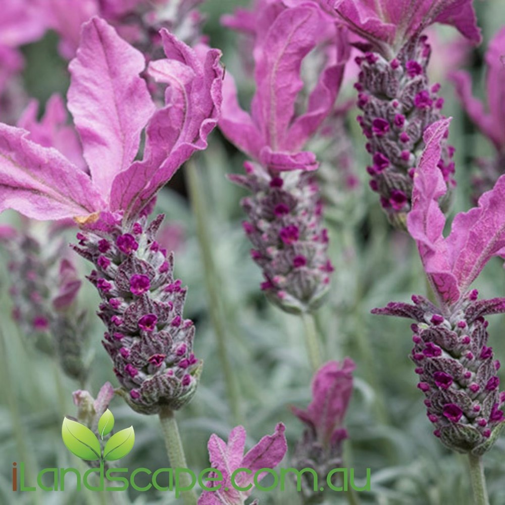 Lavendula 'The Silver Princess'