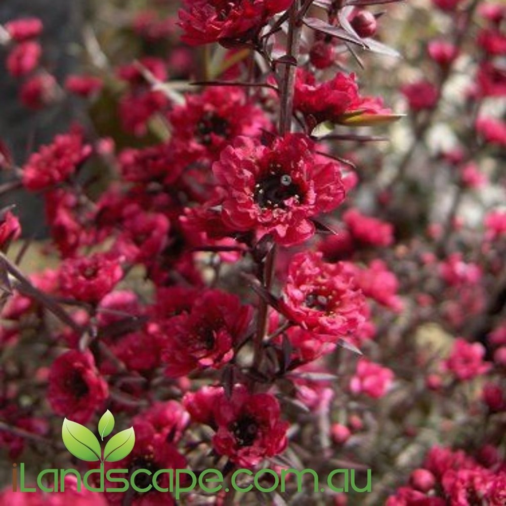 Leptospermum scoparium Burgundy Queen