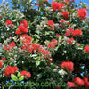 Metrosideros Springfire with brilliant red new growth and vibrant red flowers growing in a Sunshine Coast garden.