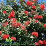 Metrosideros Springfire with brilliant red new growth and vibrant red flowers growing in a Sunshine Coast garden.