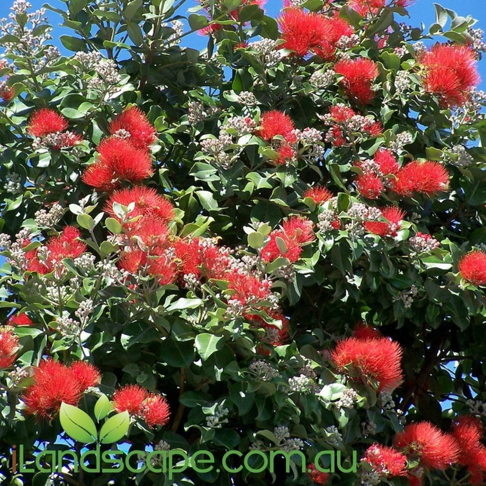 Metrosideros Springfire with brilliant red new growth and vibrant red flowers growing in a Sunshine Coast garden.