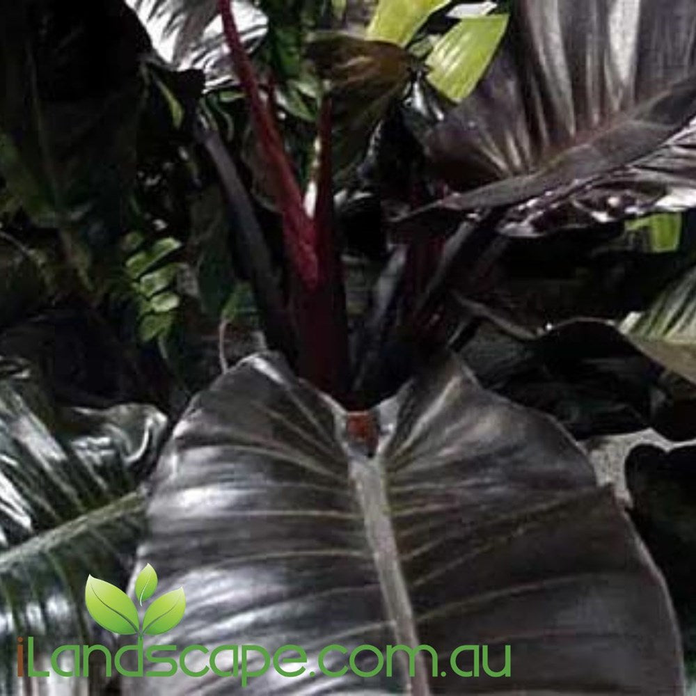 Philodendron Black Cardinal