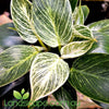 Philodendron birkin