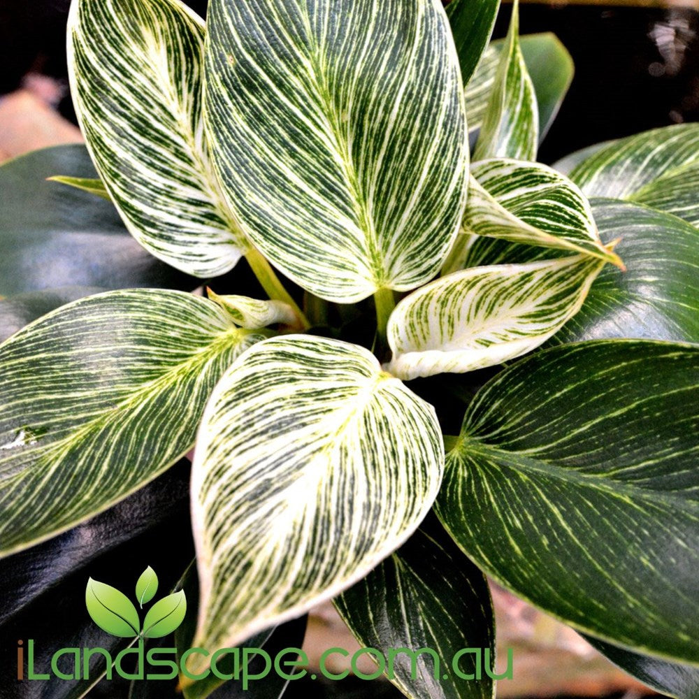 Philodendron birkin