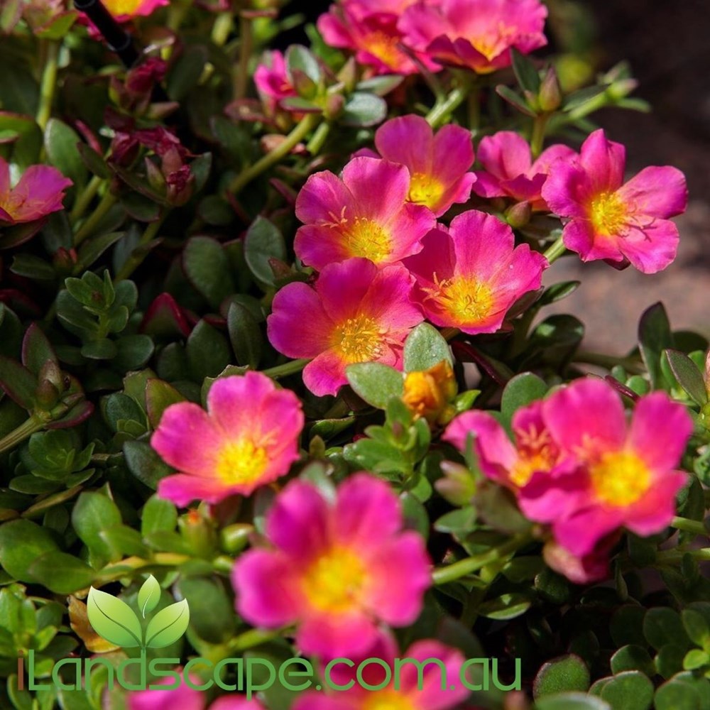 Portulaca Sun Jewels