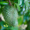 Soursop (seedling grown)