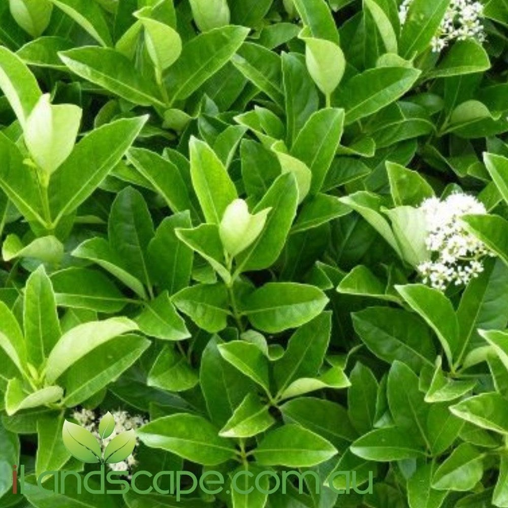 Viburnum odoratissimum Quick Fence PBR