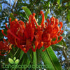 alloxylum Flammeum - QLD tree Warratah