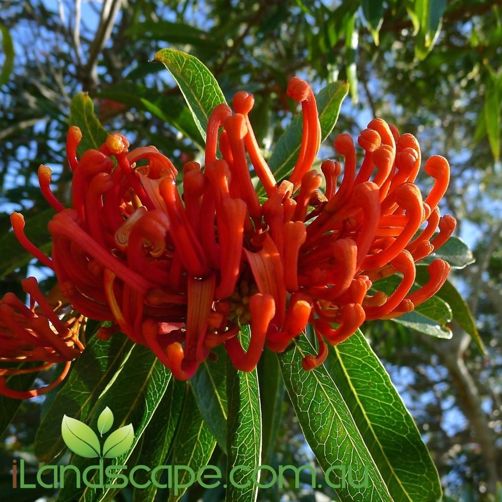 alloxylum Flammeum - QLD tree Warratah