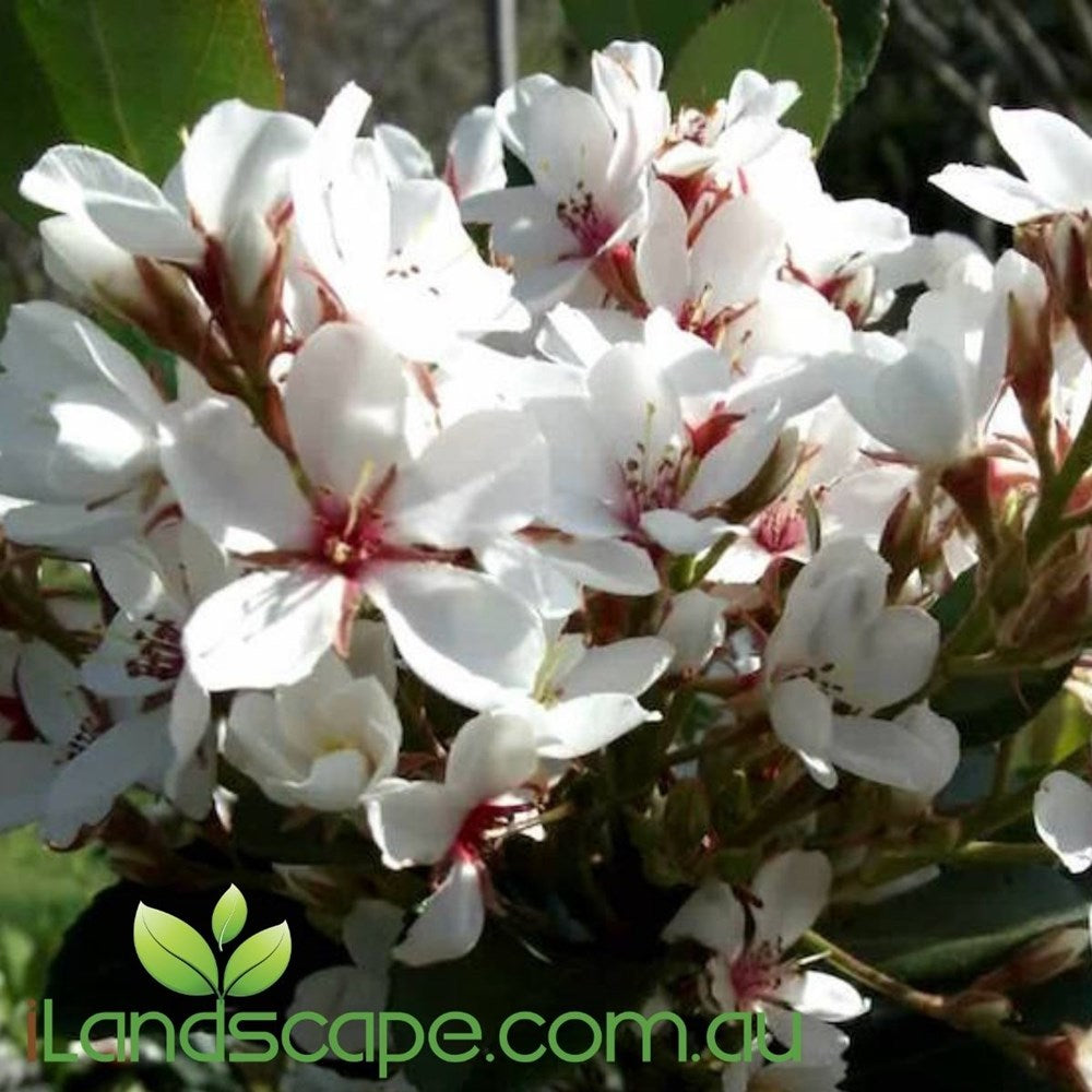 Cosmic White™ Rhaphiolepis covered in masses of white flowers with glossy evergreen foliage growing as a compact hedge in an Australian garden.
