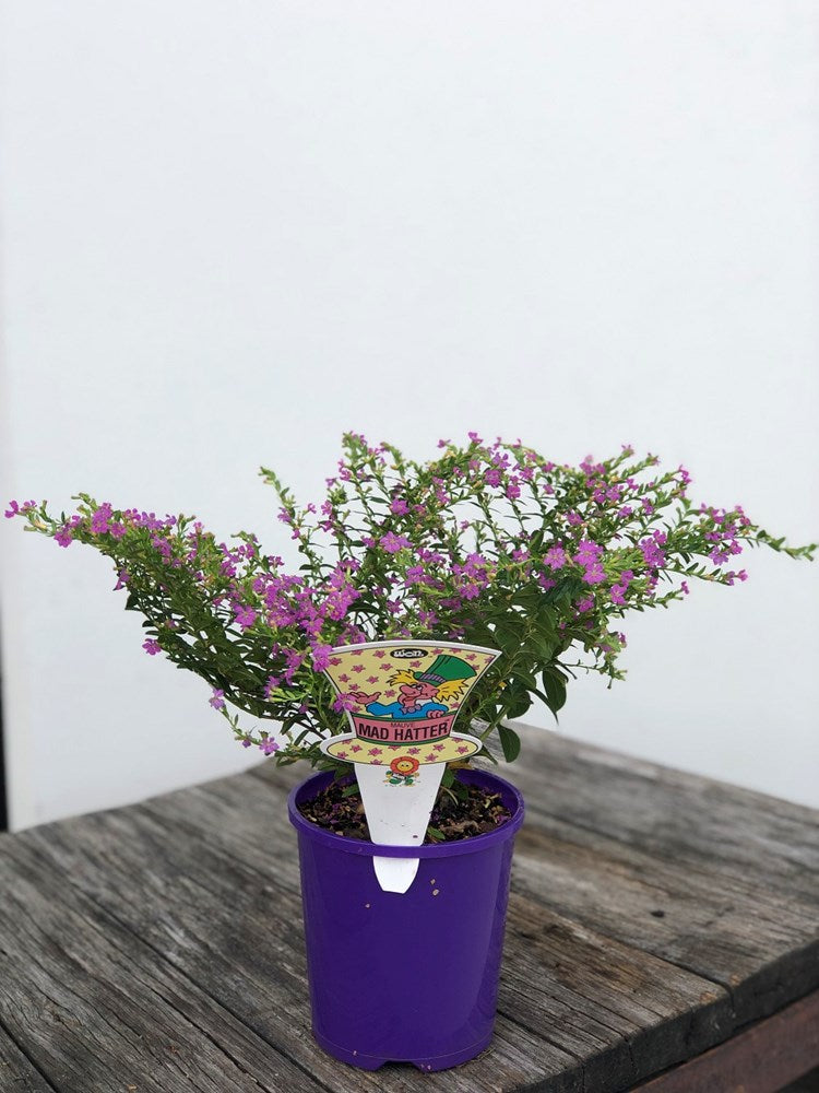 mad hatter plant pot Cuphea Mad Hatter – Sunshine Coast Nursery & Garden Centre