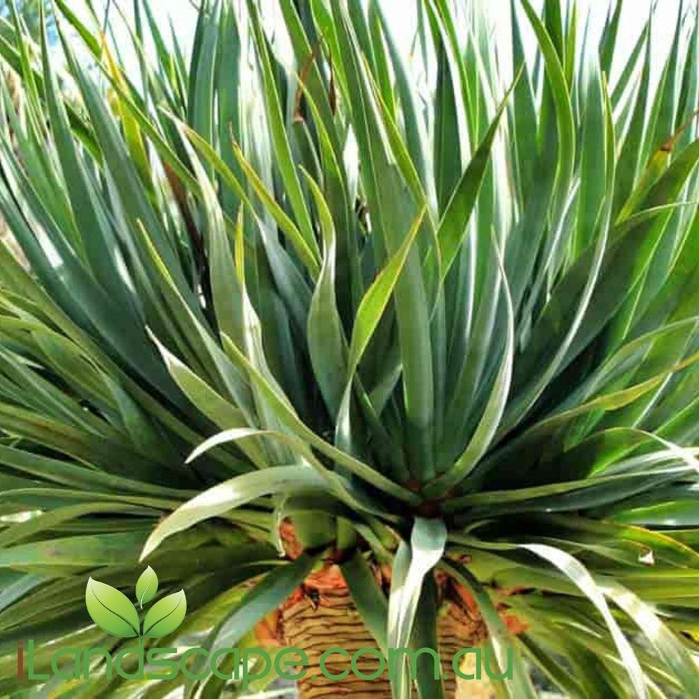 Dracaena Draco - Dragon Tree