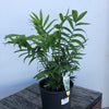 Chamaedorea Elegans (Parlour palm)