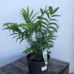 Chamaedorea Elegans (Parlour palm)