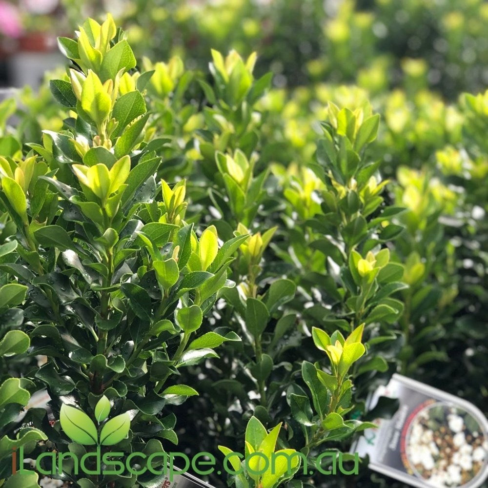 Rhaphiolepis Snow Maiden is a dwarf evergreen shrub with an upright growth habit and spreading branches that form a dense, round bush. It has shiny dark green foliage with subtly perfumed white flowers which appear in Winter and Spring.