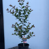 Syzygium Big Red
