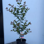 Syzygium Big Red