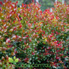 A close-up of Syzygium Big Red leaves displaying their glossy green nature and deep crimson hues.