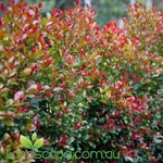 A close-up of Syzygium Big Red leaves displaying their glossy green nature and deep crimson hues.